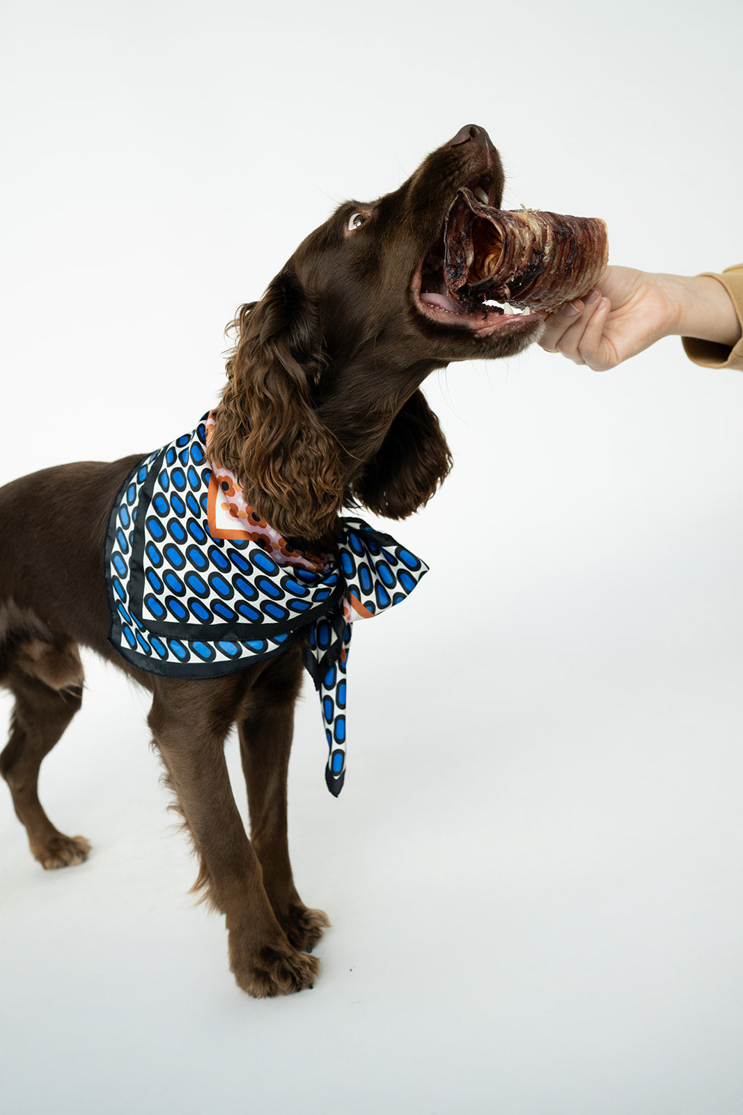 Bison Trachea Chew