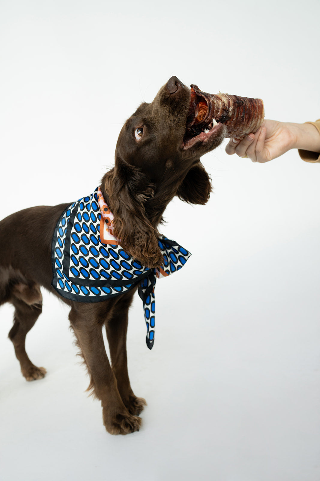 Bison Trachea Chew